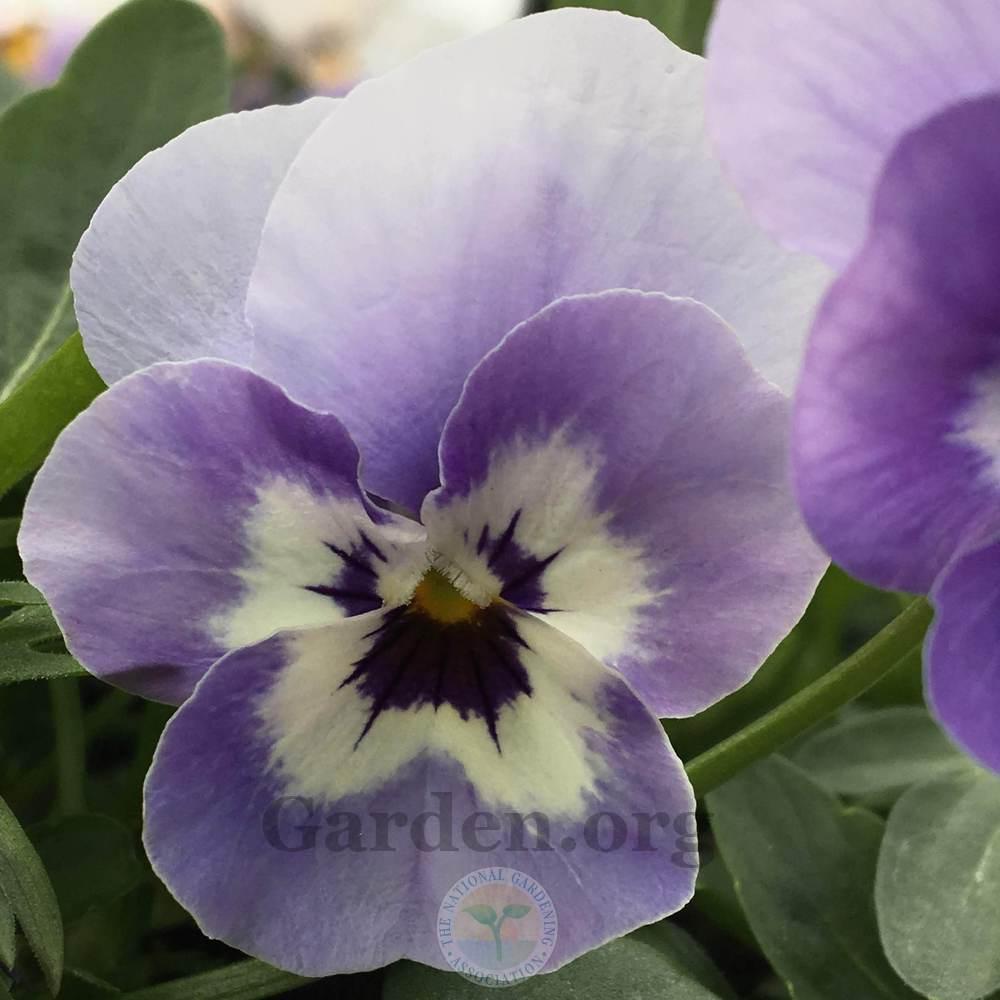 Pansy (Viola Freefall™ Marina) in the Violas Database