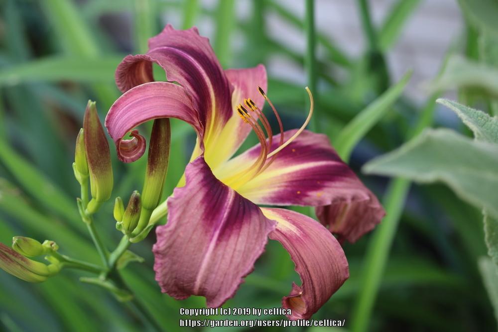 Photo of the bloom of Daylily (Hemerocallis 'Starman's Quest') posted