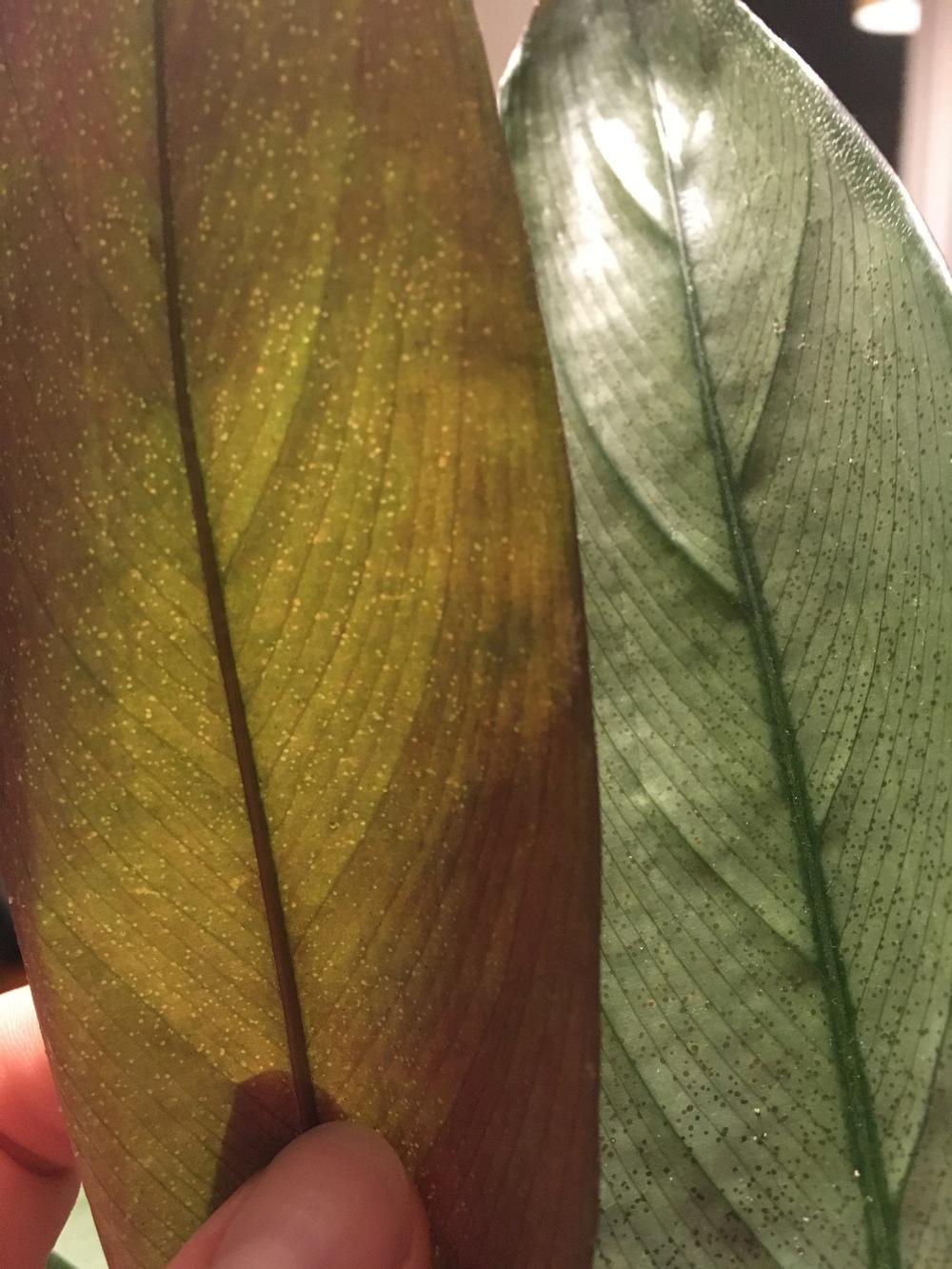 Sticky drops on Prayer plant in the Pests and Diseases forum