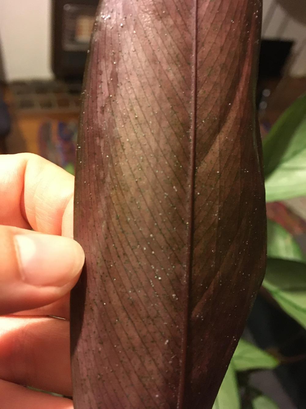 Sticky drops on Prayer plant in the Pests and Diseases forum