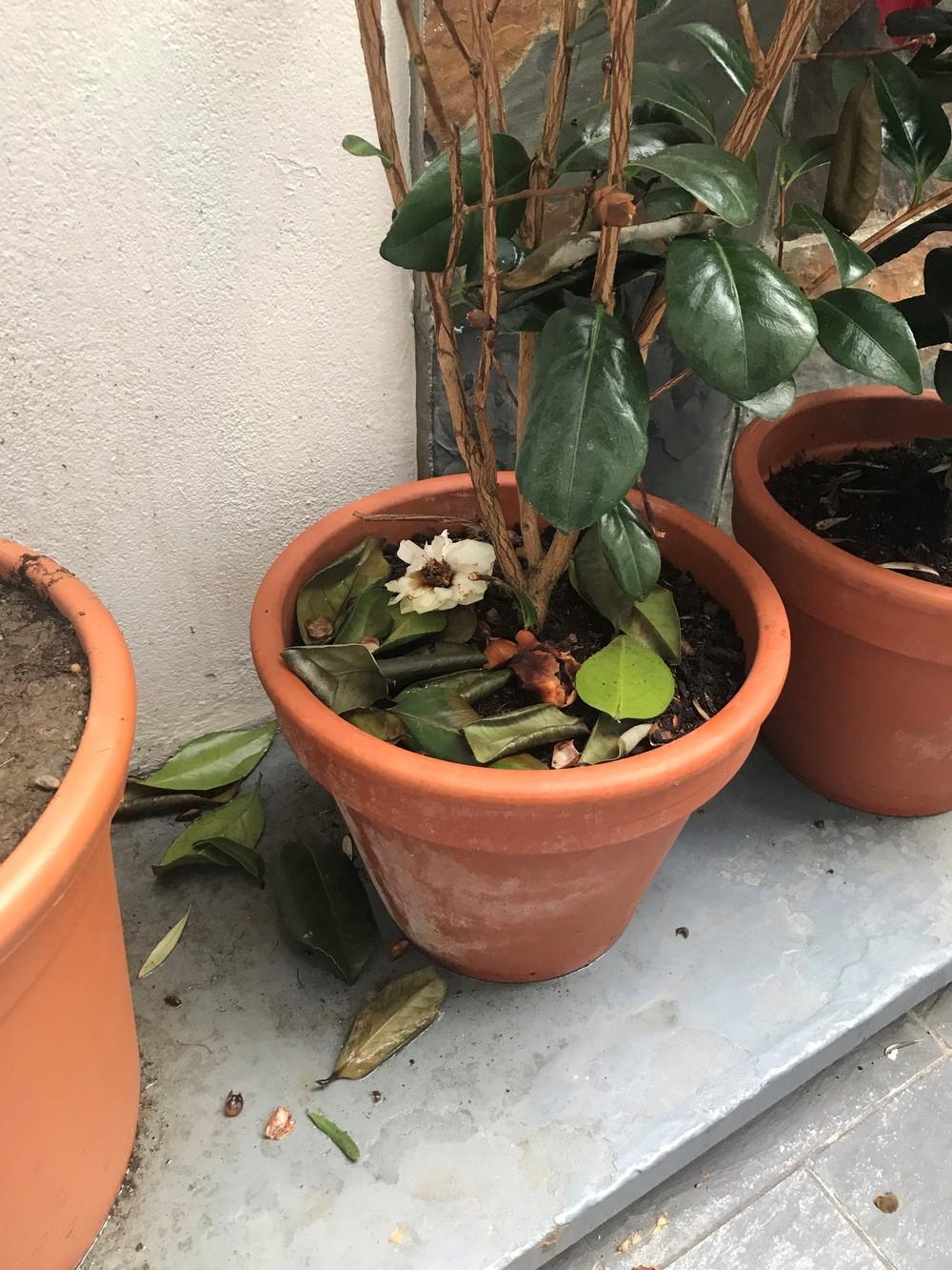 Camellia losing leaves in the Ask a Question forum