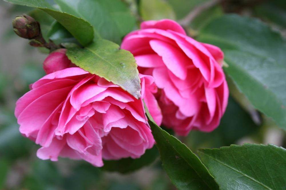 Camellia 'Fragrant Joy' in the Camellias Database