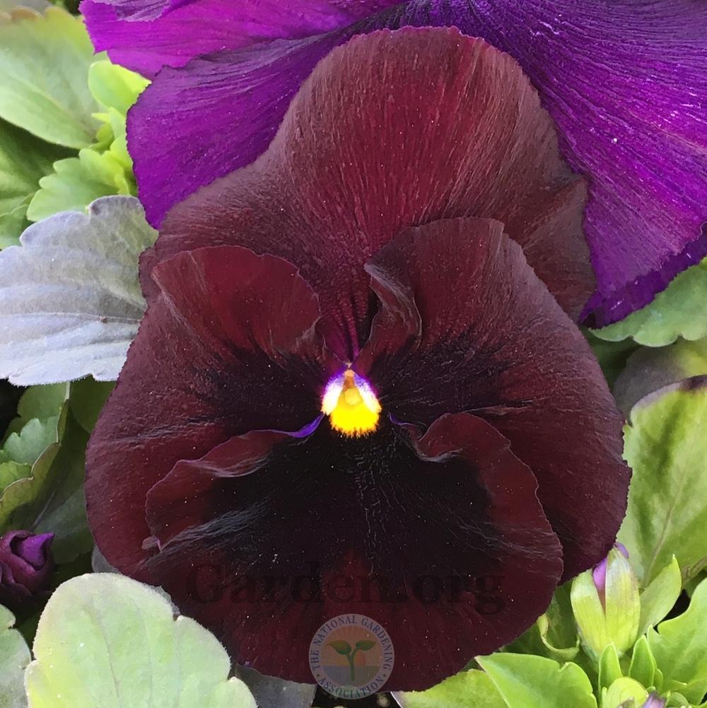 Pansy (Viola x wittrockiana Colossus™ Rose with Blotch) in the Violas