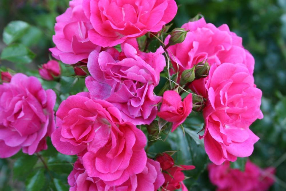 Rose (Rosa 'Flower Carpet Pink') in the Roses Database