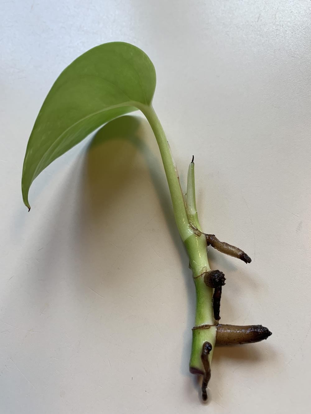 Houseplants forum Crispy Pothos Nodes?