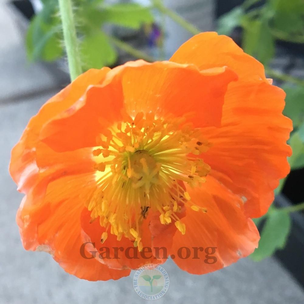 Iceland Poppy (Papaver nudicaule 'Champagne Bubbles Orange') in the