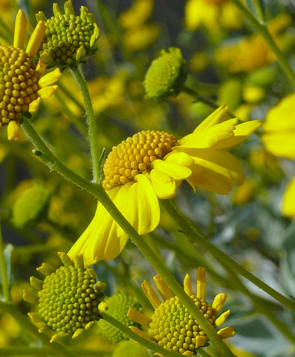 Brittlebush (Encelia farinosa)