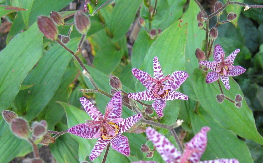Toad Lilies Plant Care and Collection of Varieties