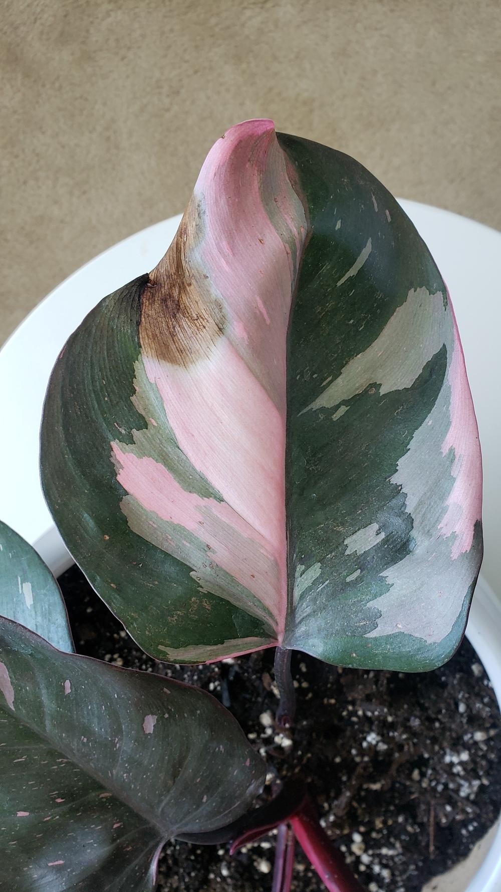 Brown spots on Pink Princess leaves... in the Ask a Question forum