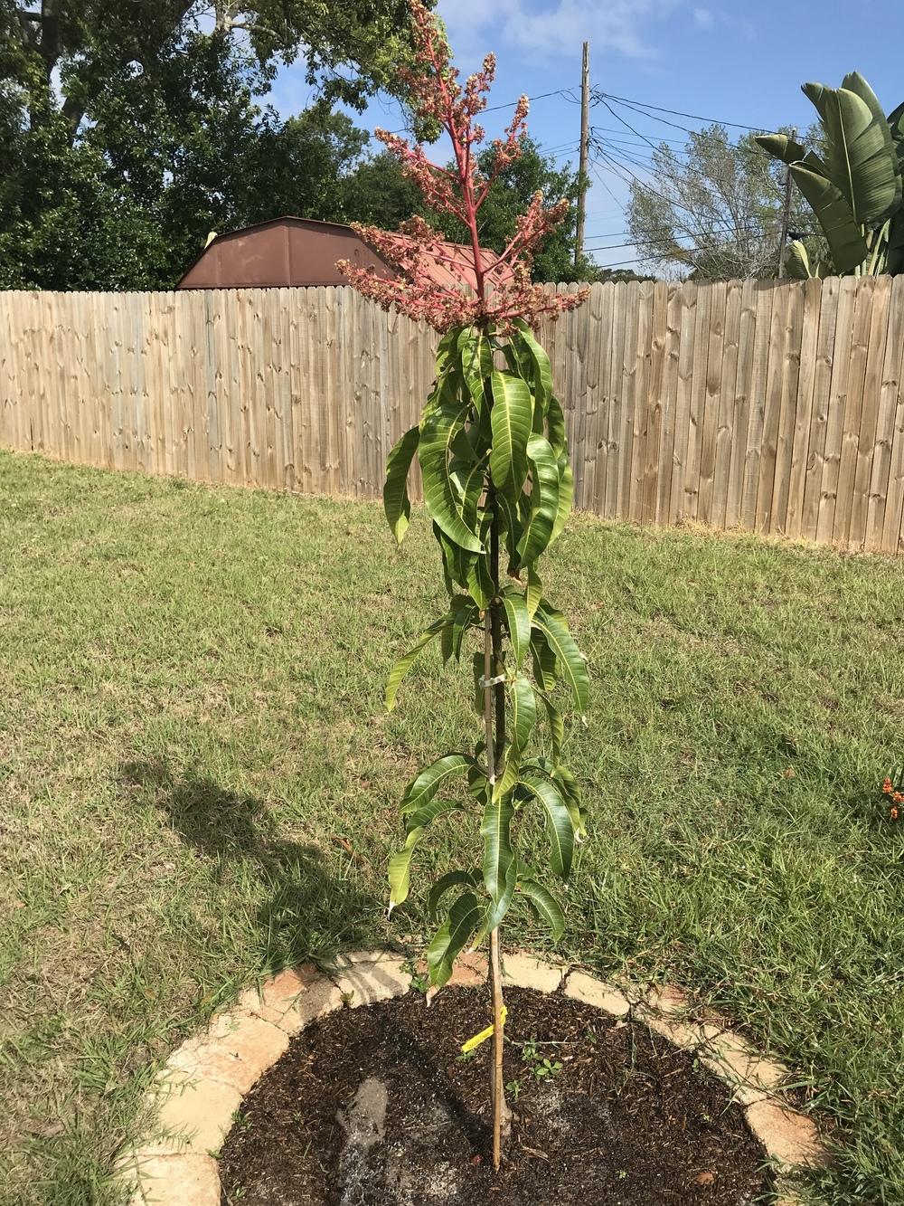 Ask A Question Forum Coconut Cream Mango Tree Garden Org