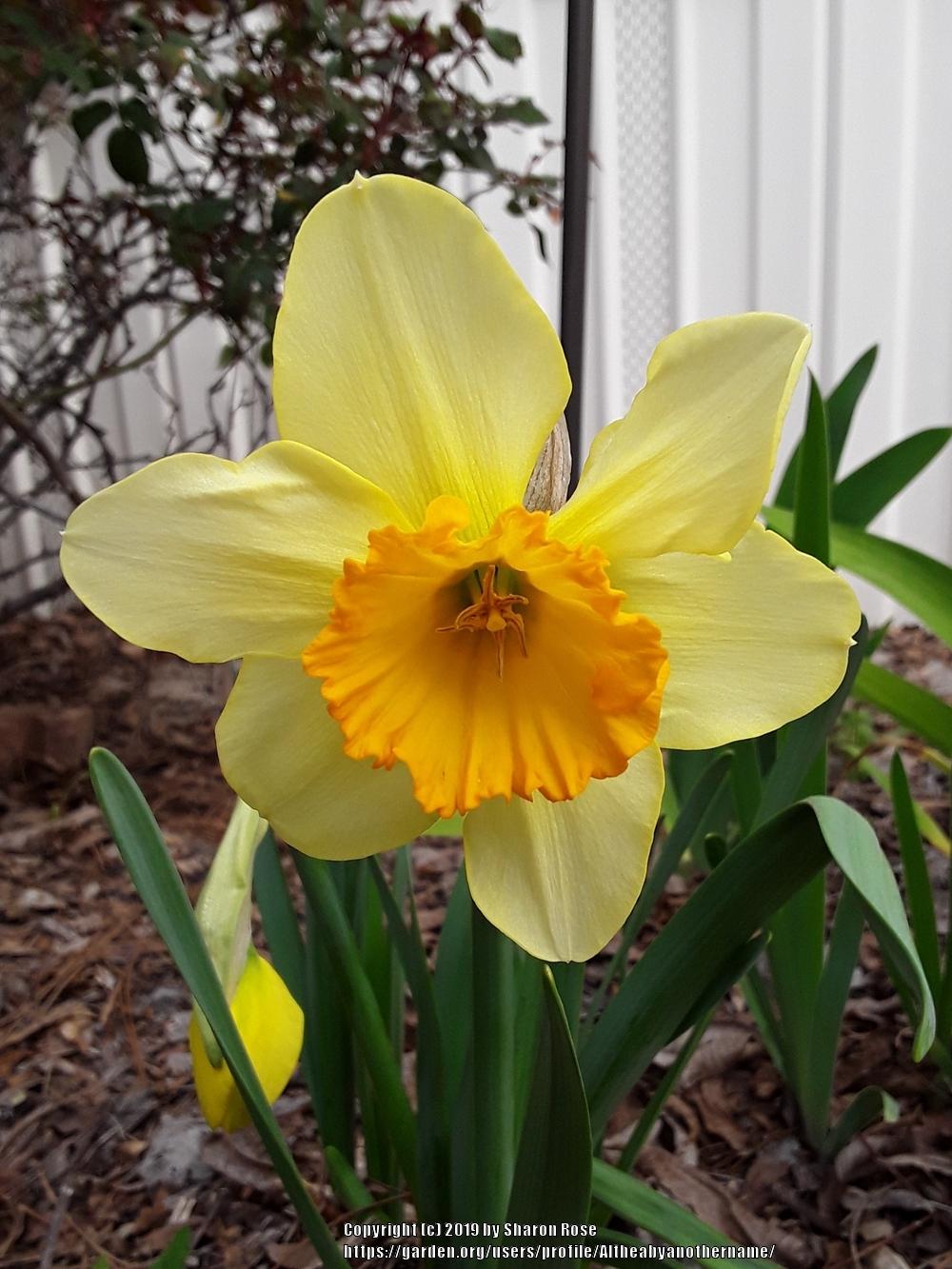 Photo of the bloom of Large Cupped Daffodil (Narcissus &lsquo;Sempre Avanti