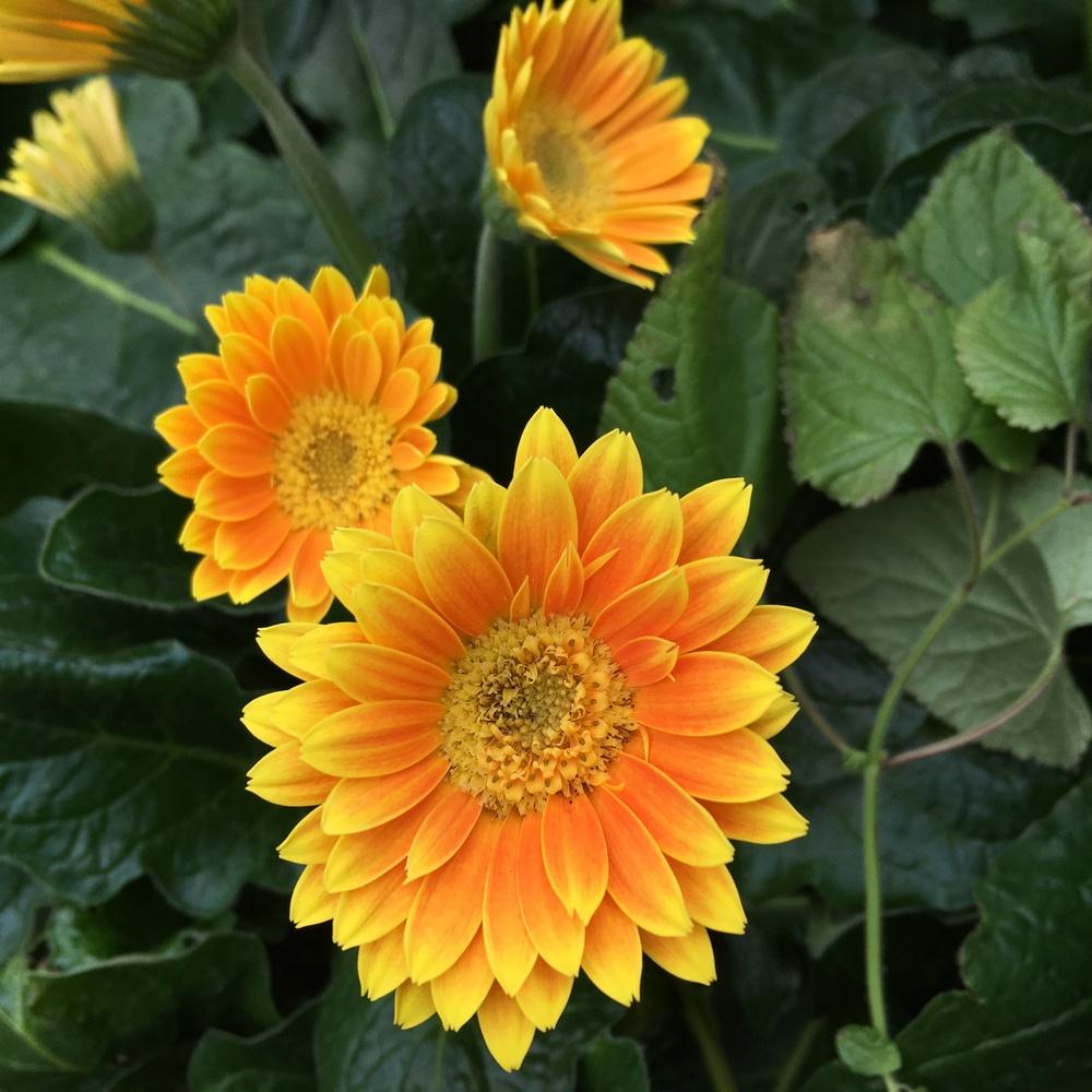 Gerbera Daisy (Gerbera Garvinea® Sweet Caroline)