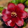 Night Rider Camellia 001