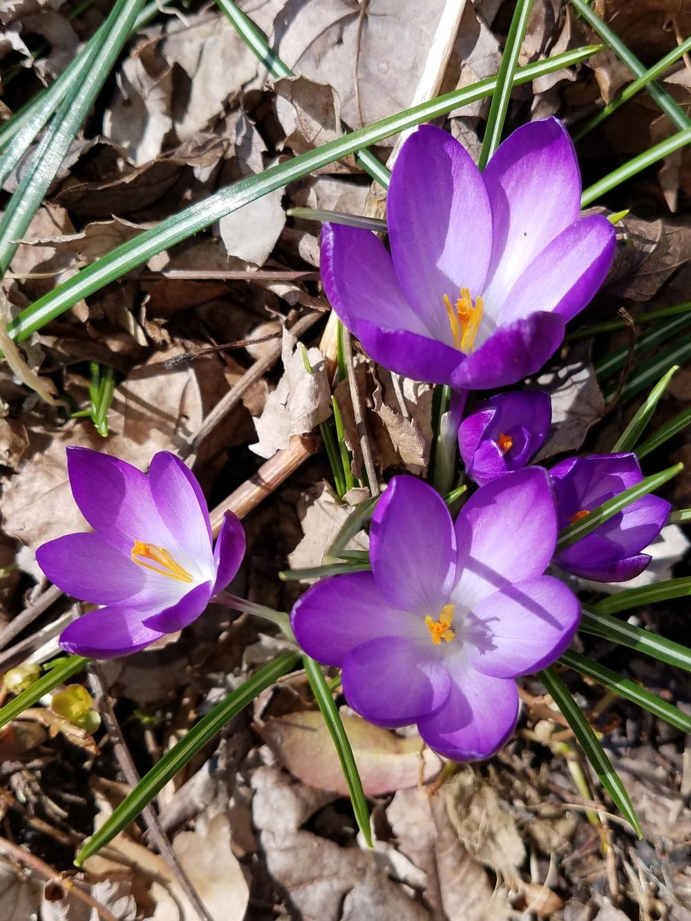 Crocus Plant Care and Collection of Varieties