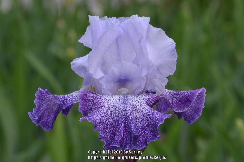 Tall Bearded Iris (Iris 'Splashacata') in the Irises Database