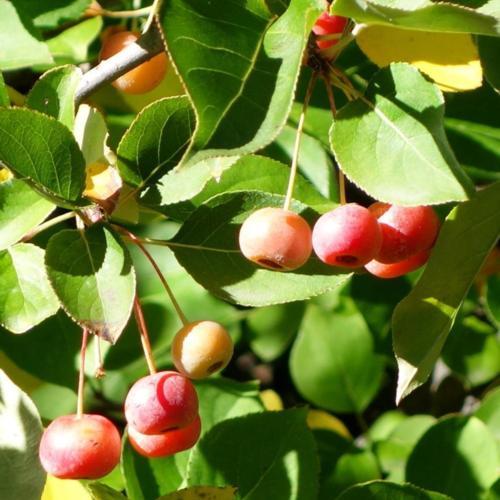 SIkkim Crabapple (Malus sikkimensis) in the Apples Database - Garden.org