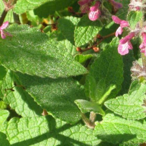Lamb's Ear (Stachys chamissonis) in the Lamb's Ears Database