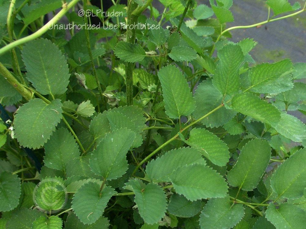 Photo of the leaves of Japanese Bottlebrush (Poterium obtusum) posted