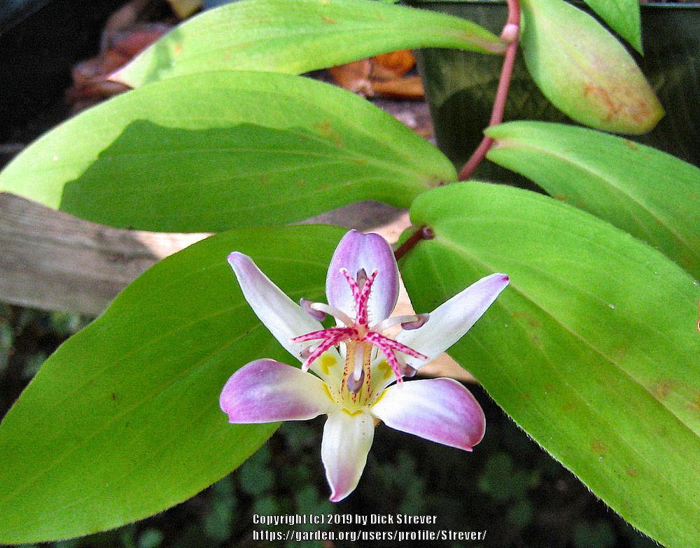 Toad Lilies Plant Care and Collection of Varieties