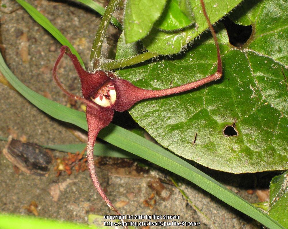 WILD GINGER ASARUM CAUDATUM visual data 4