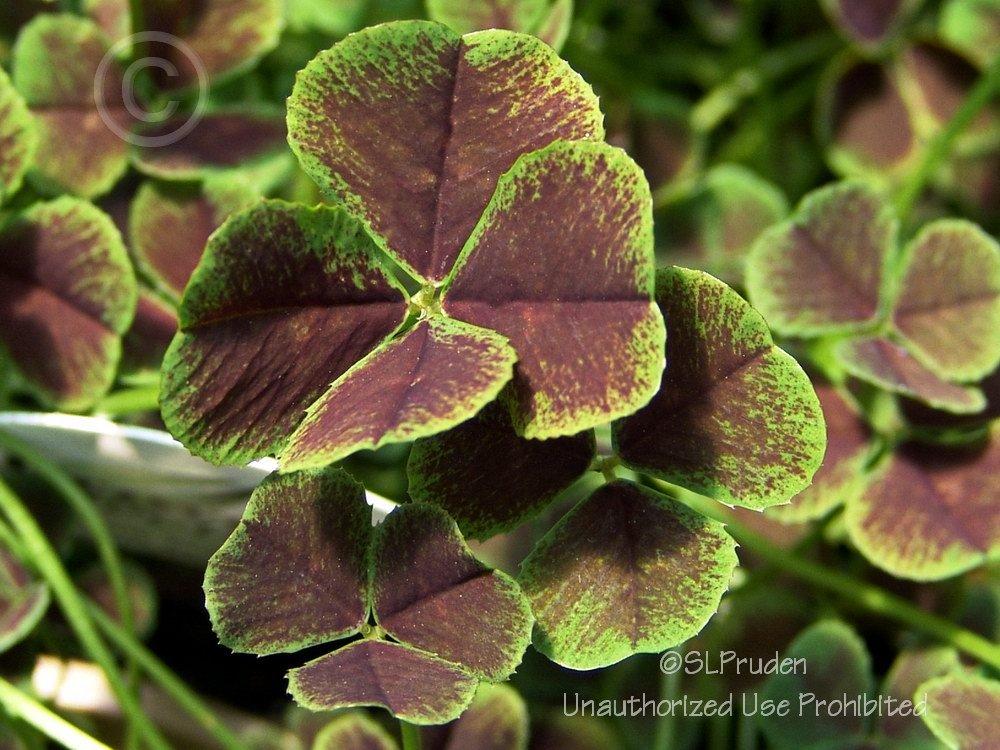 White Clover (Trifolium repens 'Dark Dancer') - Garden.org