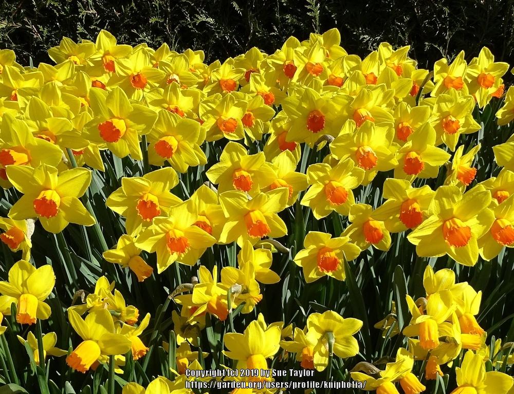 Daffodils Plant Care and Collection of Varieties