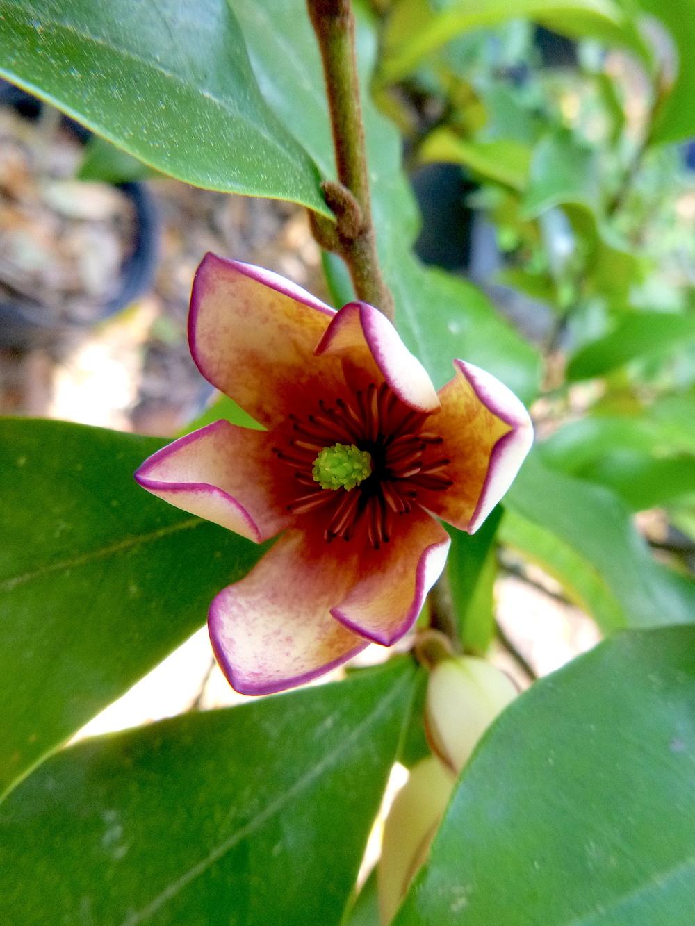 Magnolias Plant Care and Collection of Varieties