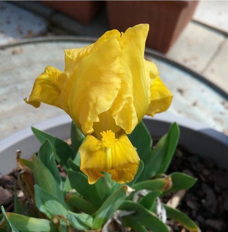 Miniature Dwarf Bearded Iris (Iris 'Early Sunshine') in the Irises ...