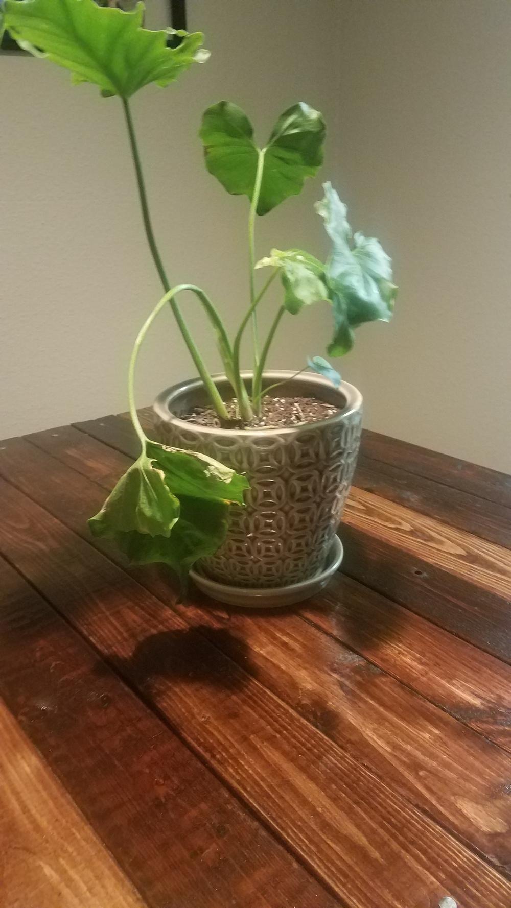 Ask A Question Forum Philodendron Selloum Garden Org