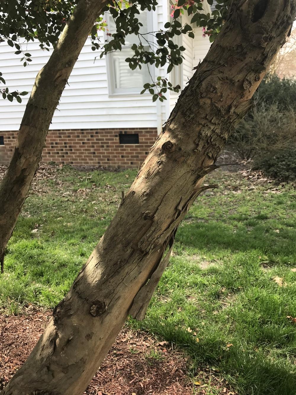 Pink flowering tree, peeling bark, doesn't lose leaves in the Plant ID forum