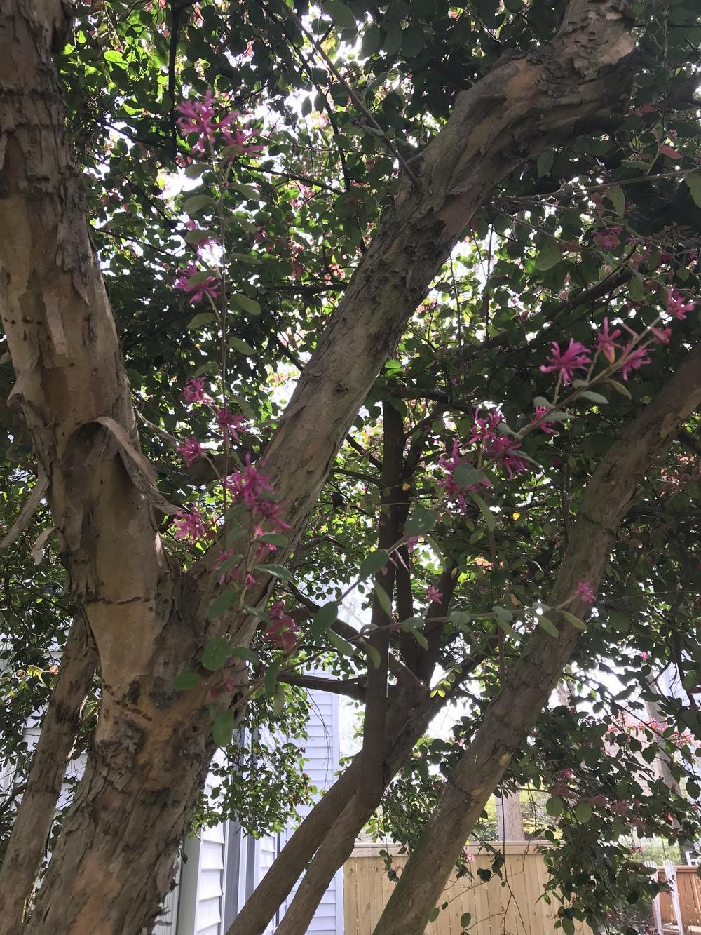 Pink flowering tree, peeling bark, doesn't lose leaves in the Plant ID forum