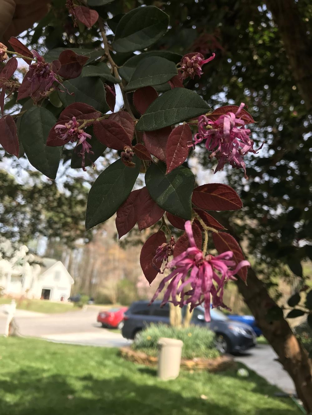 Pink flowering tree, peeling bark, doesn't lose leaves in the Plant ID forum