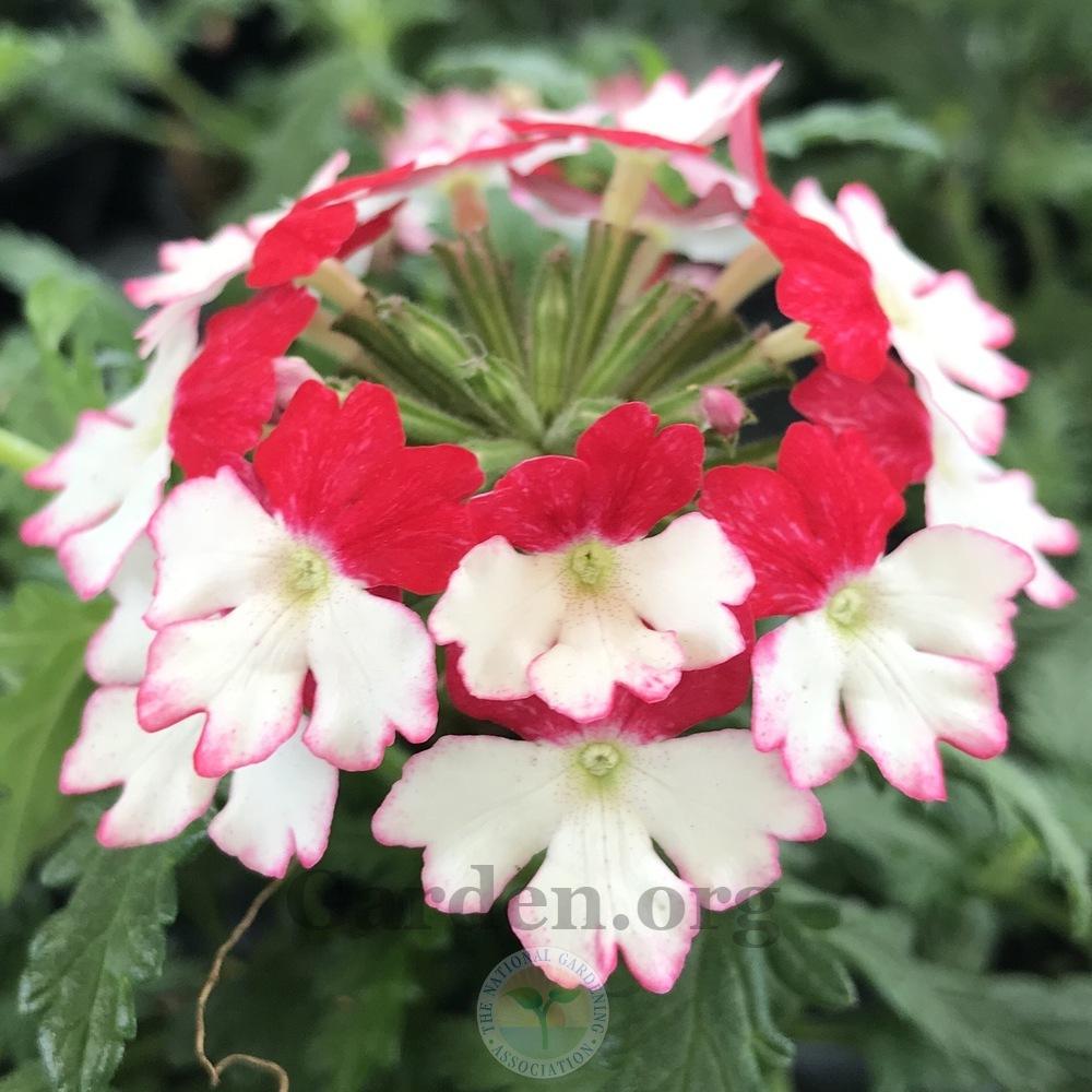 Verbena (Glandularia x hybrida Wicked™ Rad Red)