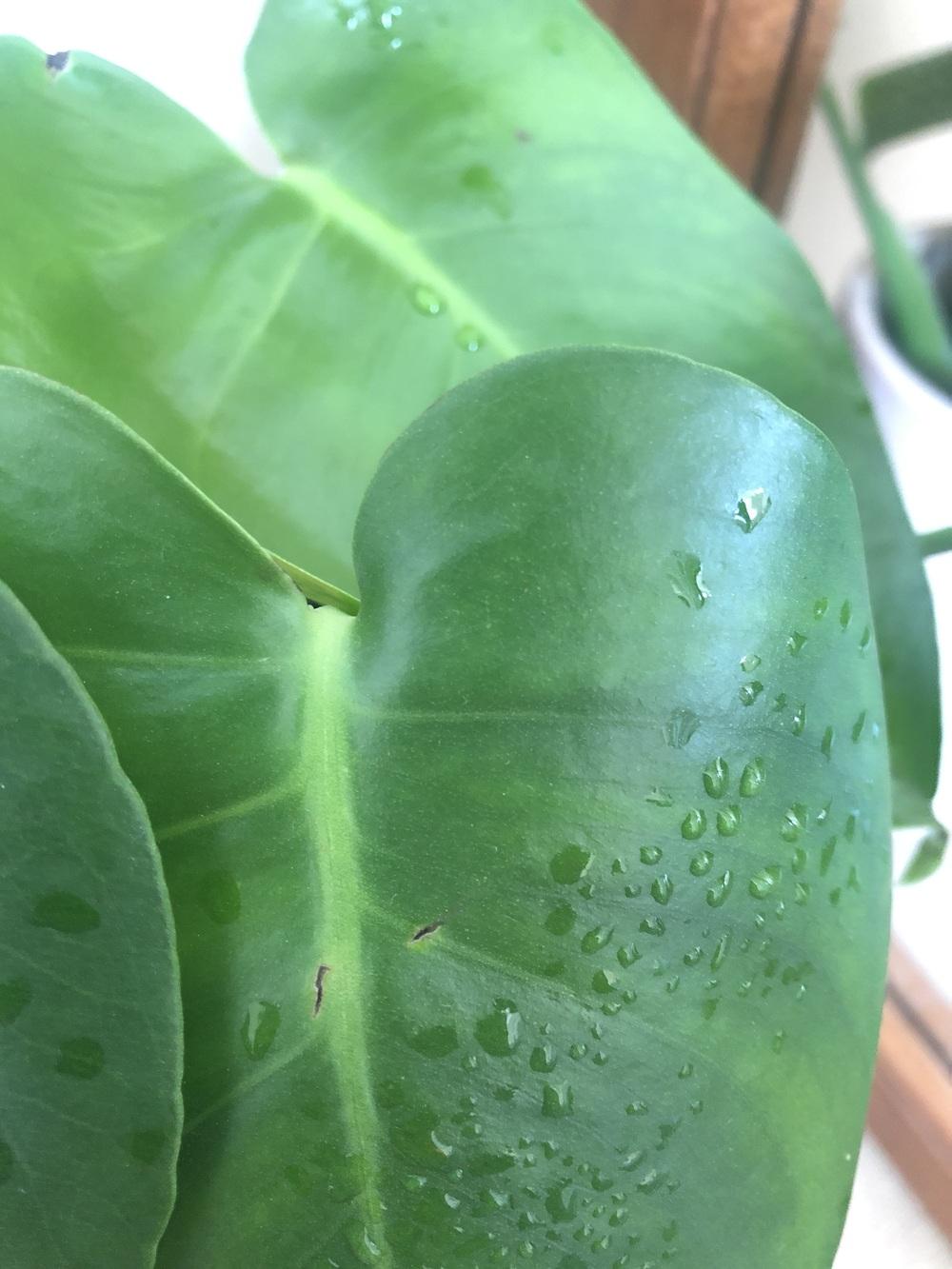 Monstera Deliciosa (brown tip on new growth) in the Ask a Question