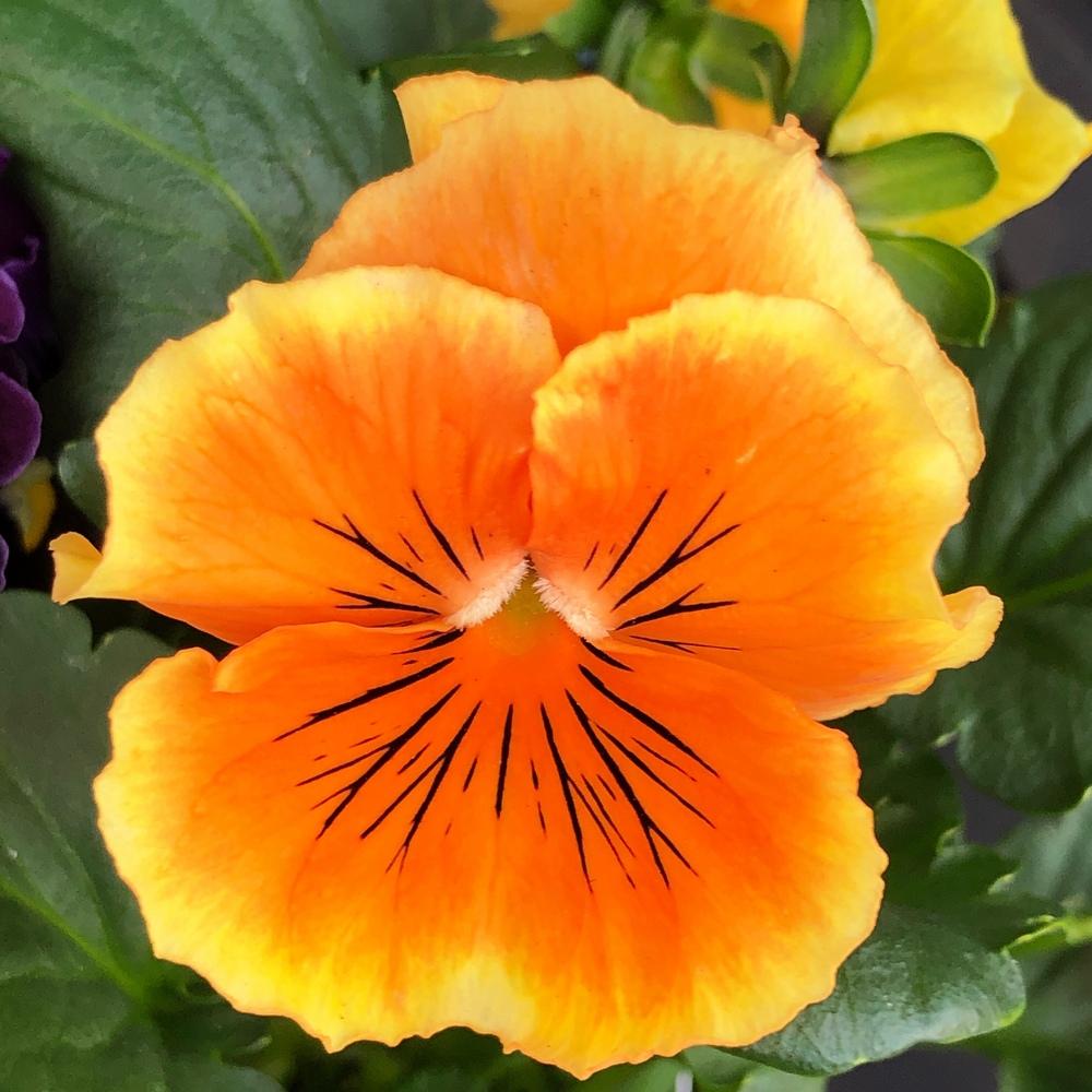 Violas Plant Care and Collection of Varieties