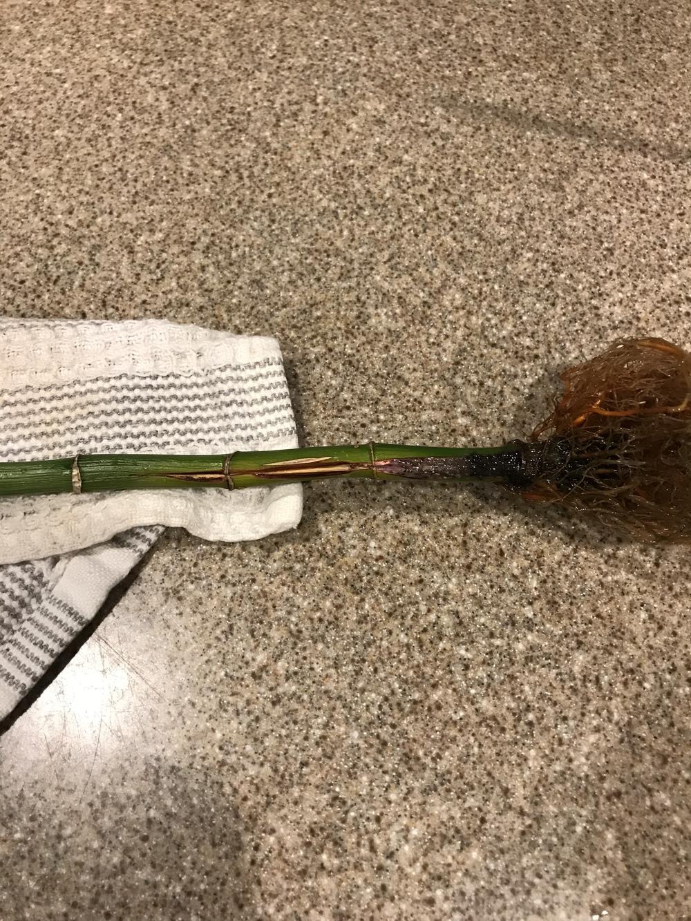 Lucky bamboo rotting? in the Ask a Question forum - Garden.org