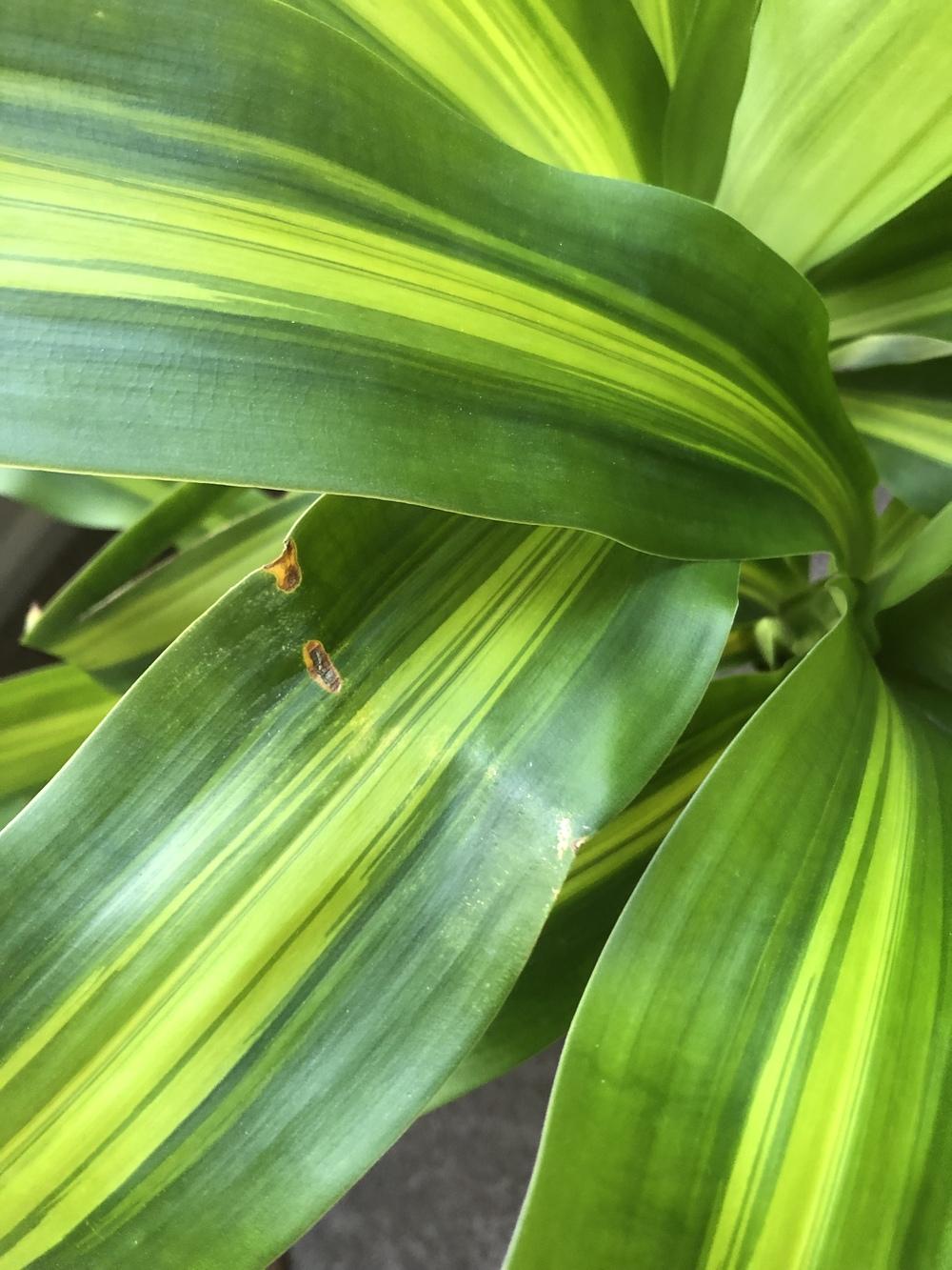 Brown spots on mass cane in the Ask a Question forum
