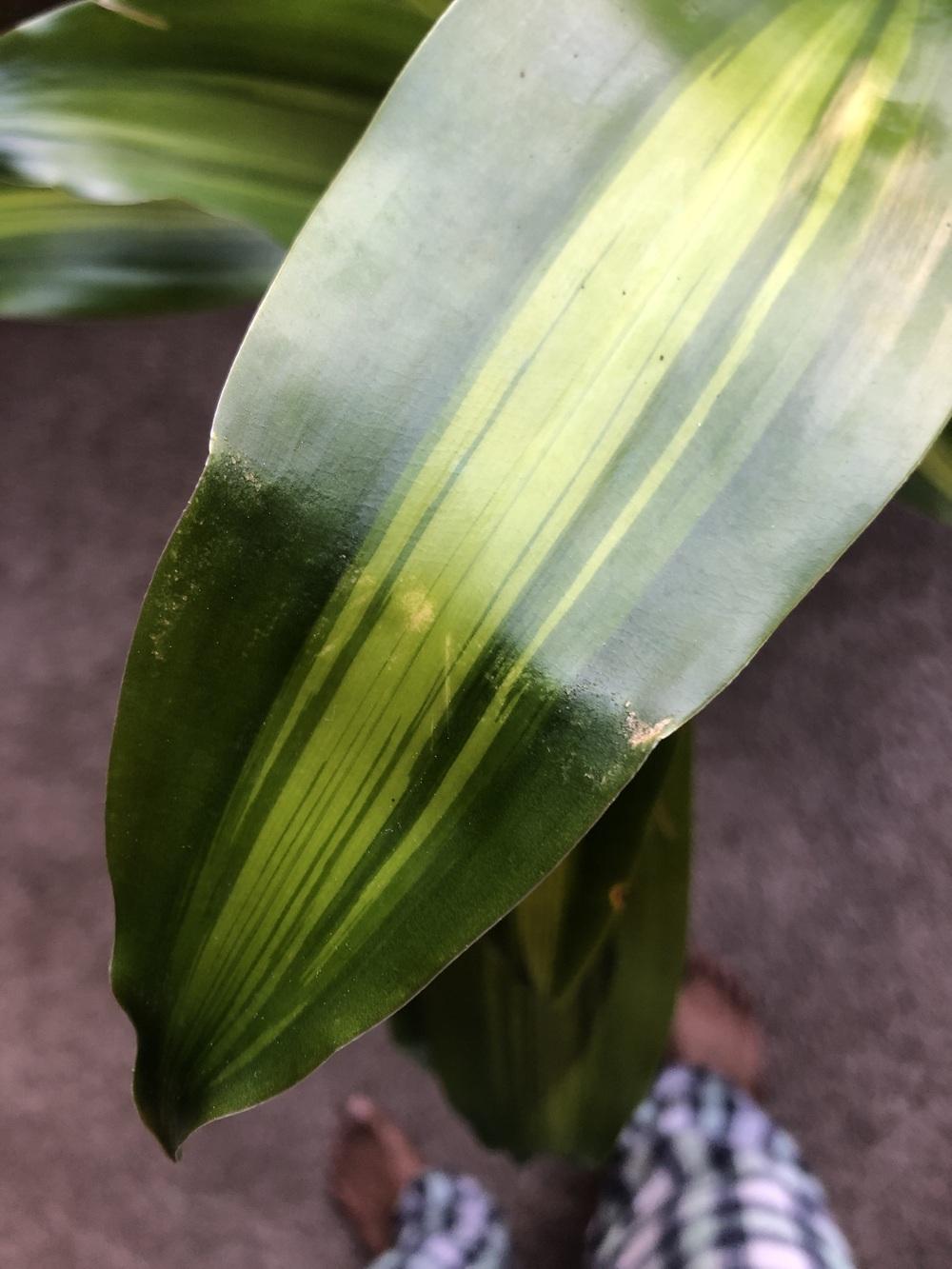 Brown spots on mass cane in the Ask a Question forum