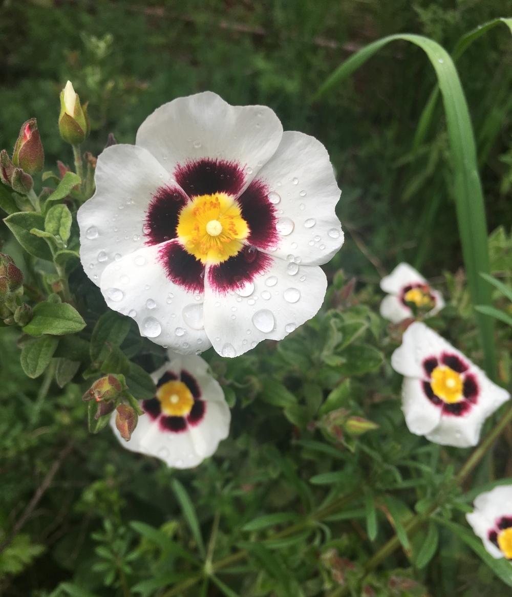 Rockroses Plant Care and Collection of Varieties