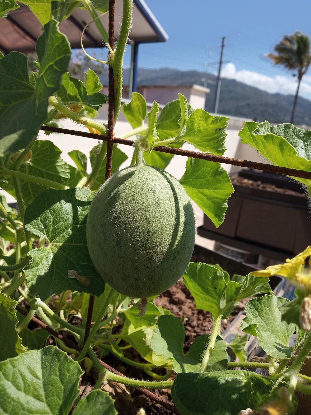 Green round fuzzy fruit in the Ask a Question forum