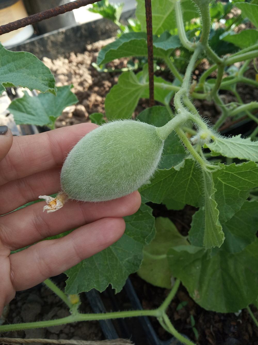 Green round fuzzy fruit in the Ask a Question forum