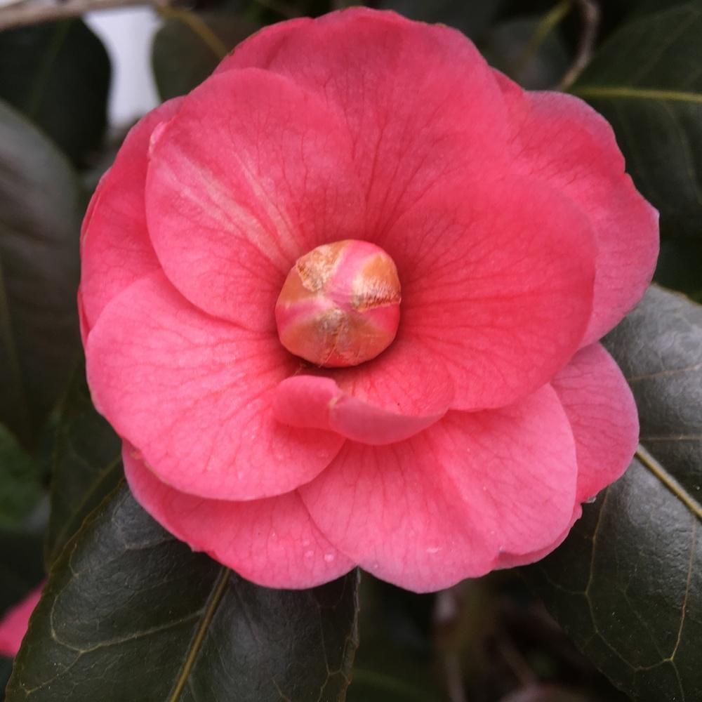 Camellia (Camellia japonica 'April Kiss') in the Camellias Database