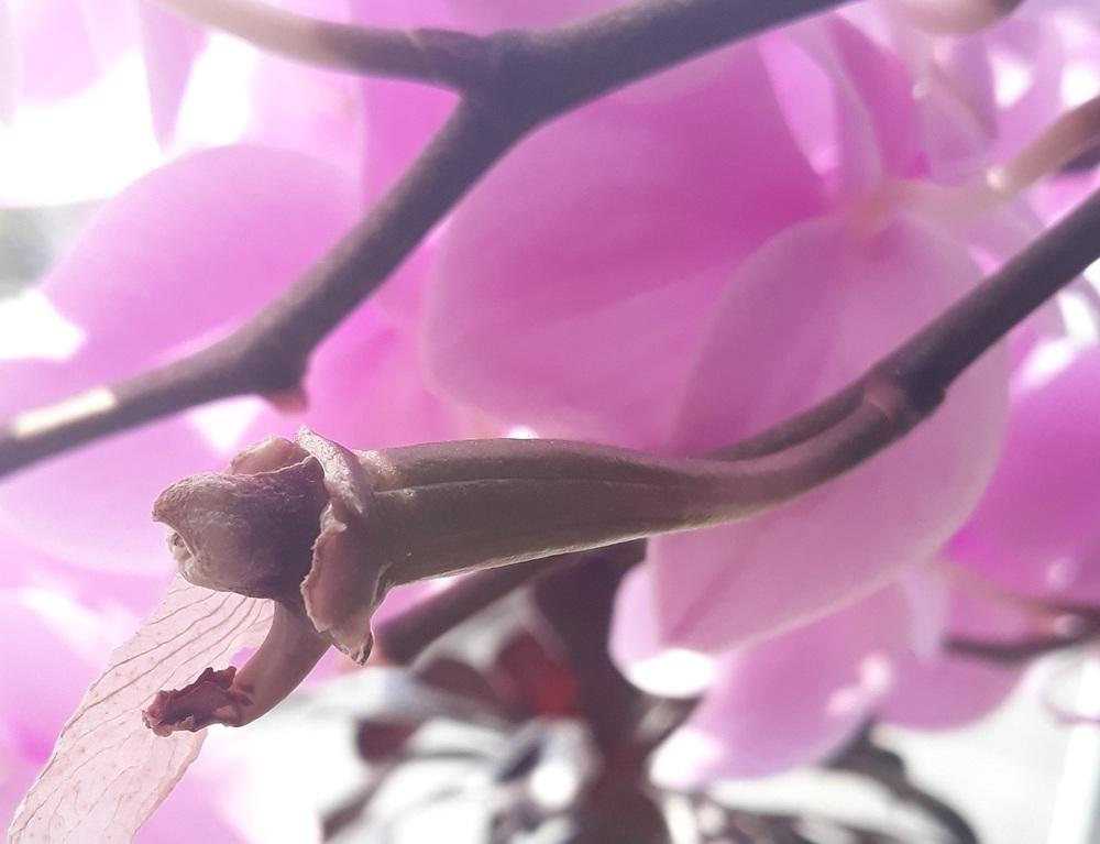 Germinating orchids without agar(and fancy equipment) in the Orchids