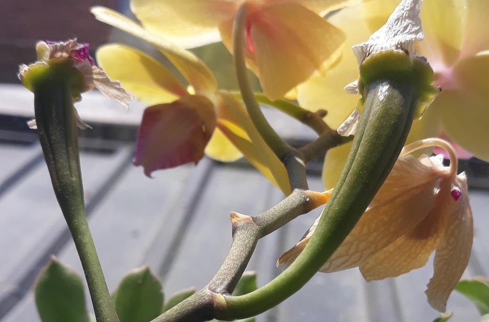 Germinating orchids without agar(and fancy equipment) in the Orchids