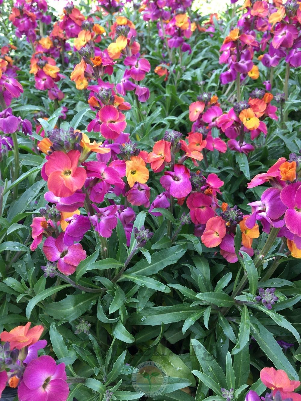 Wallflower (Erysimum Winter™ Sorbet)