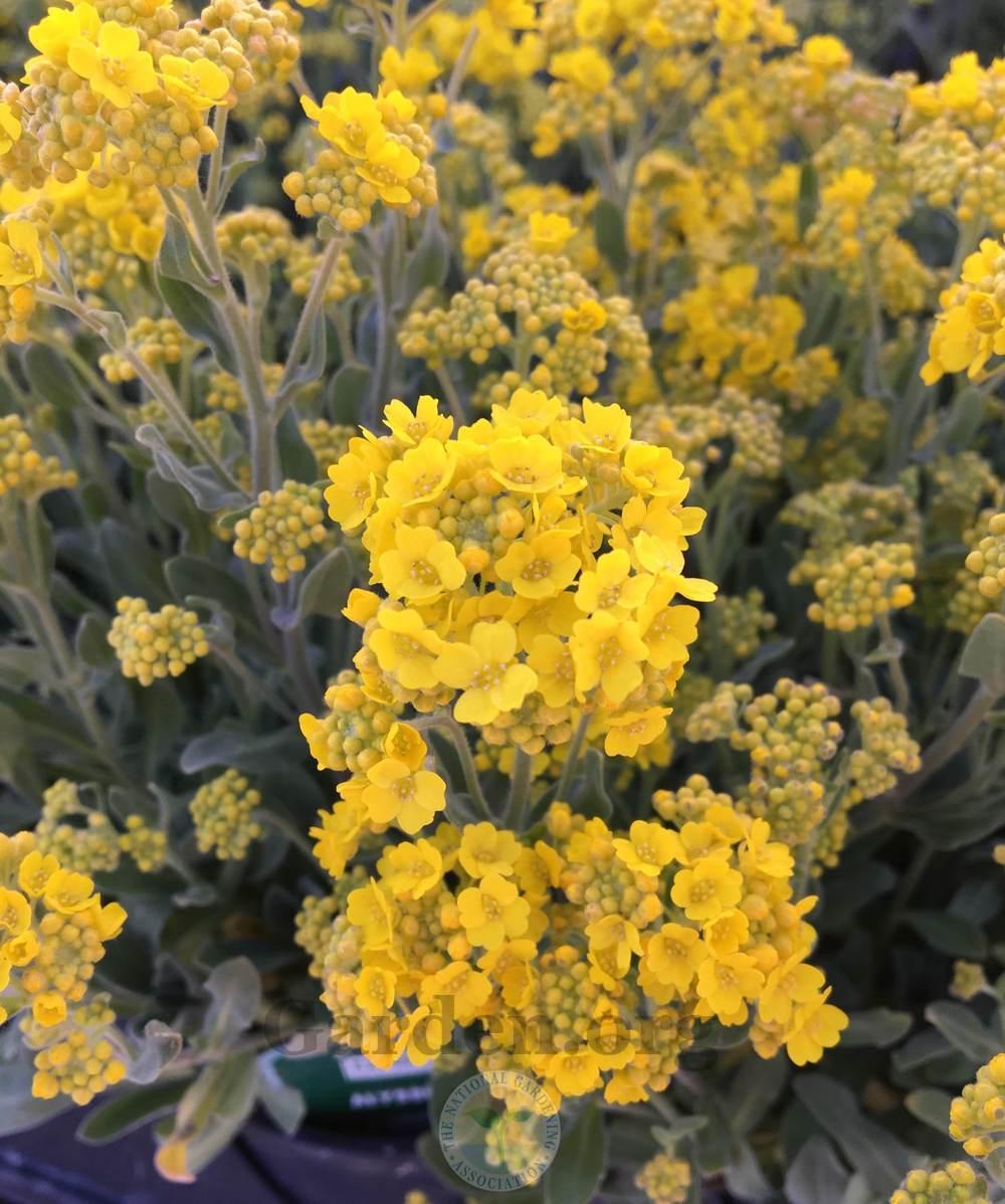 BasketofGold (Aurinia saxatilis Summit™)