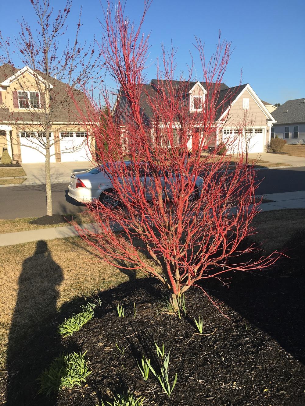 Looking for the name of this small red tree it does not have leaves