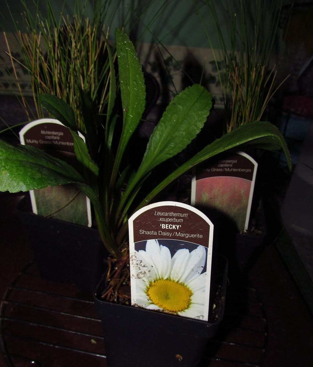 Shasta Daisies Plant Care and Collection of Varieties