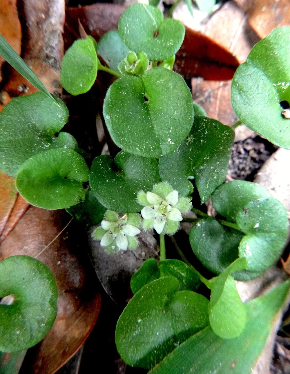 Pony's Foot (Dichondra carolinensis) - Garden.org