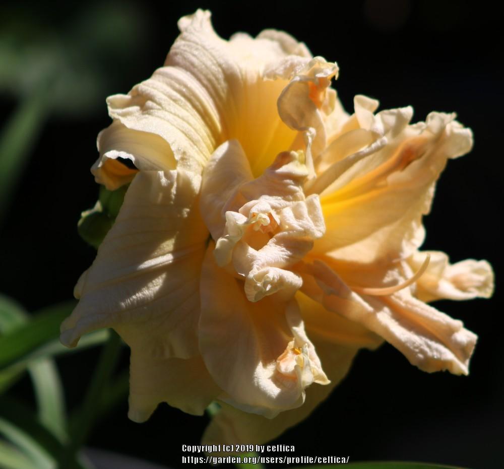 Photo of the bloom of Daylily (Hemerocallis 'Land of Cotton') posted by